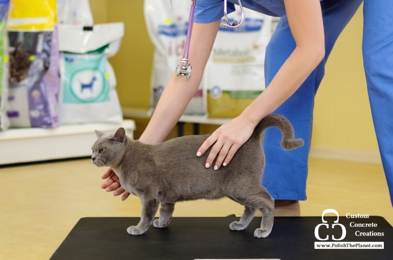 Polished Concrete Flooring for Veterinarian Clinics 